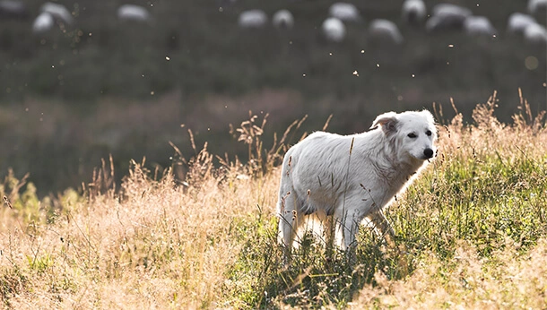 Dog walking through grass