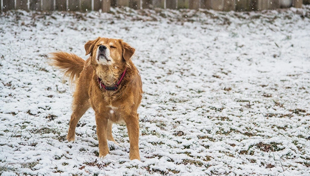 Golden retriever standing in snow