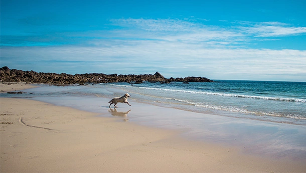 Dog running on the beach