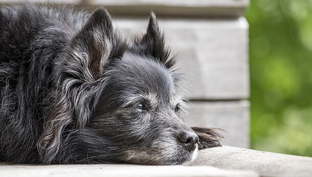 Senior dog lying down