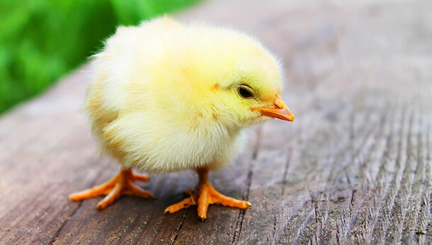 Baby chick