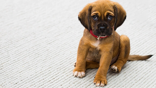 Small Boxer puppy sitting down