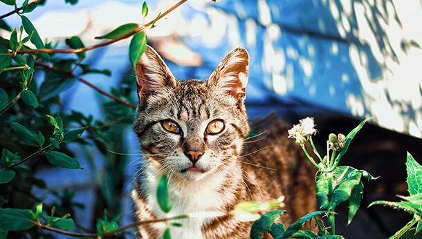 Cat peeking through branches