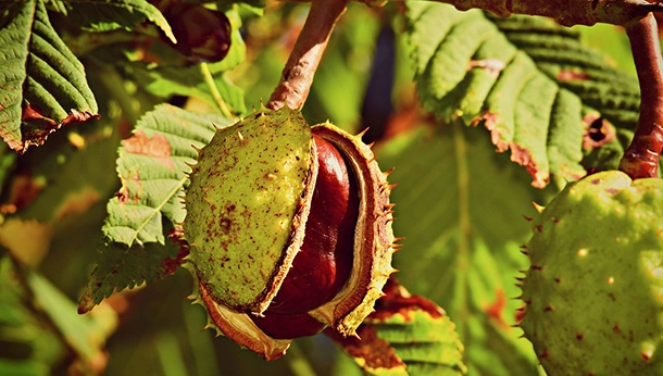 Conker in tree