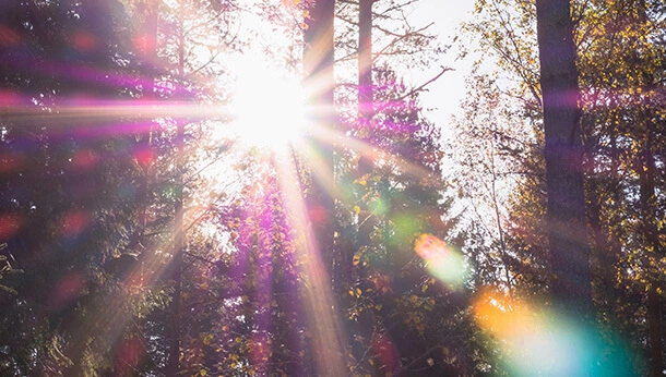 Sun shining through trees