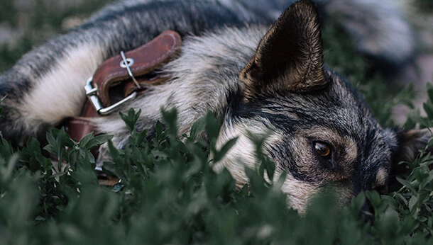 Dog lying in grass