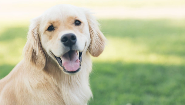 Golden labrador in a field