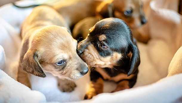 Puppies in dog bed