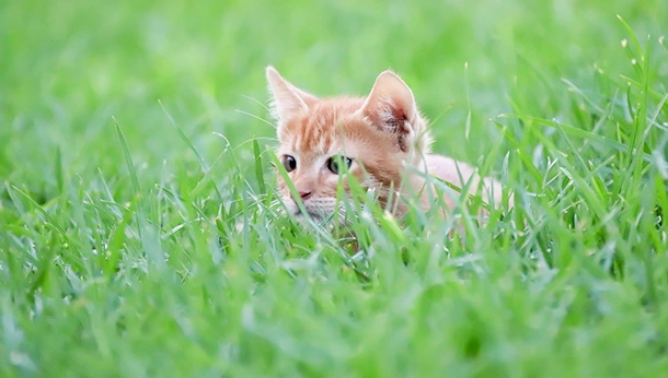 Kitten crouched in grass