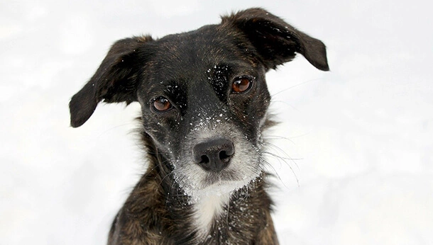 Dog in snow