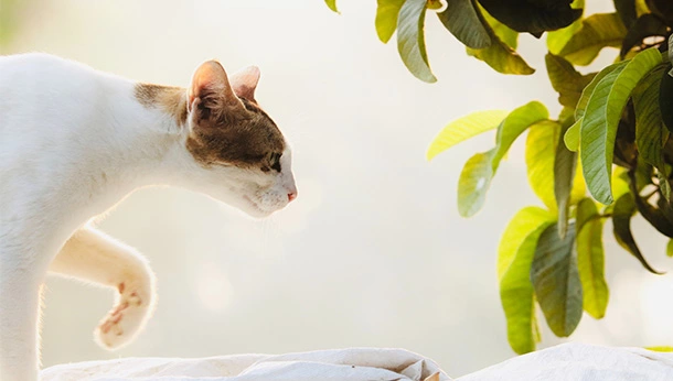 Cat walking towards a plant