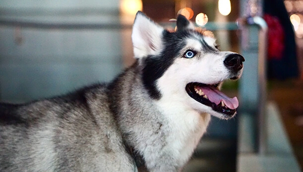 Siberian husky