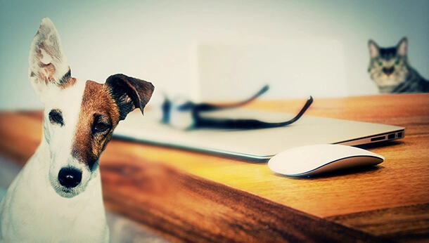 Dog in foreground, cat behind a desk