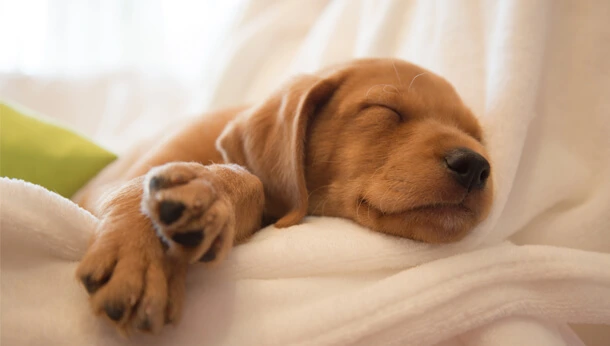 Puppy sleeping