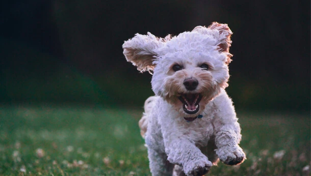 Small white puppy running through grass