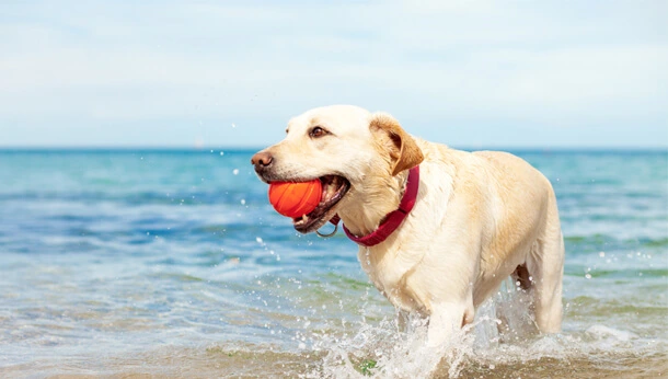 Golden labrador in the sea holding a ball