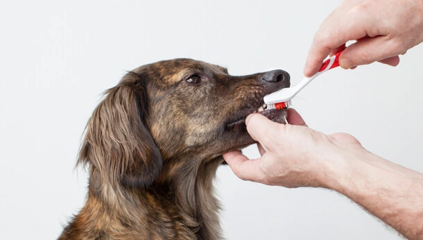 Dog having teeth brushed