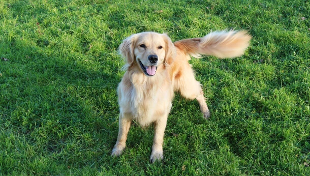 Golden retriever on the grass, wagging tail