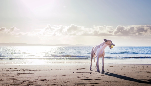 Whippet holding ball on beach