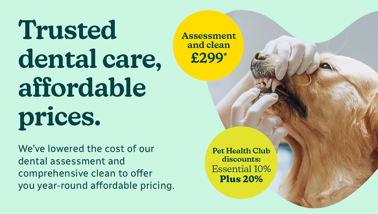 vet holding dog