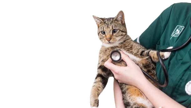 Cat being checked with a stethoscope