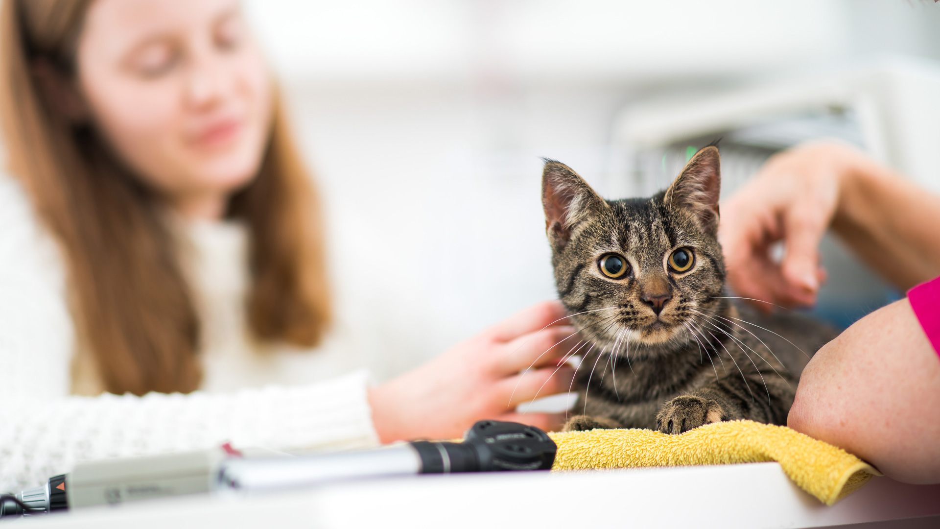 Cat Clinics Catfriendly clinics in Elworth and Winterley, Sandbach