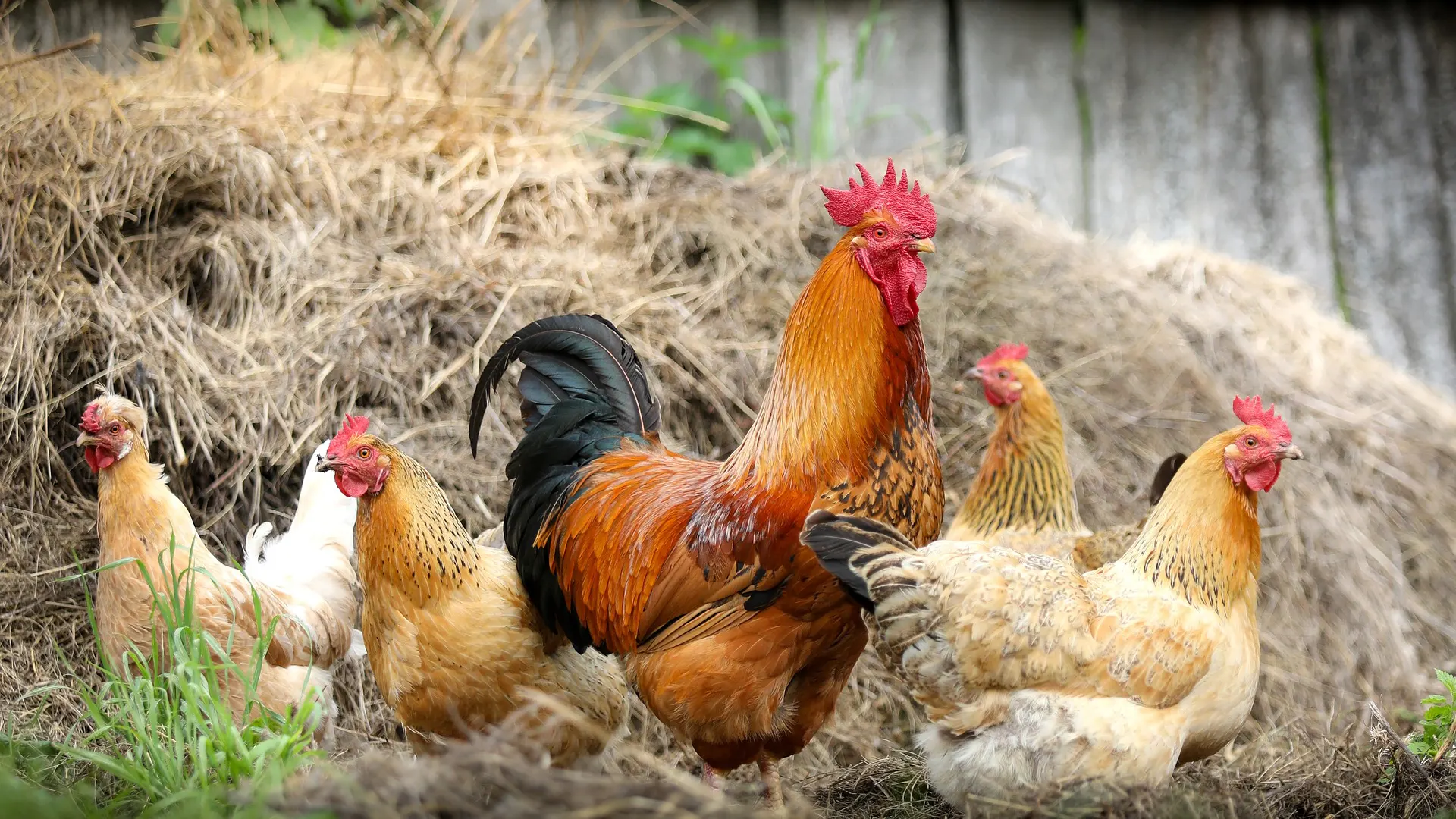 Backyard Poultry | Local Vets in Oxfordshire - Chipping Norton ...