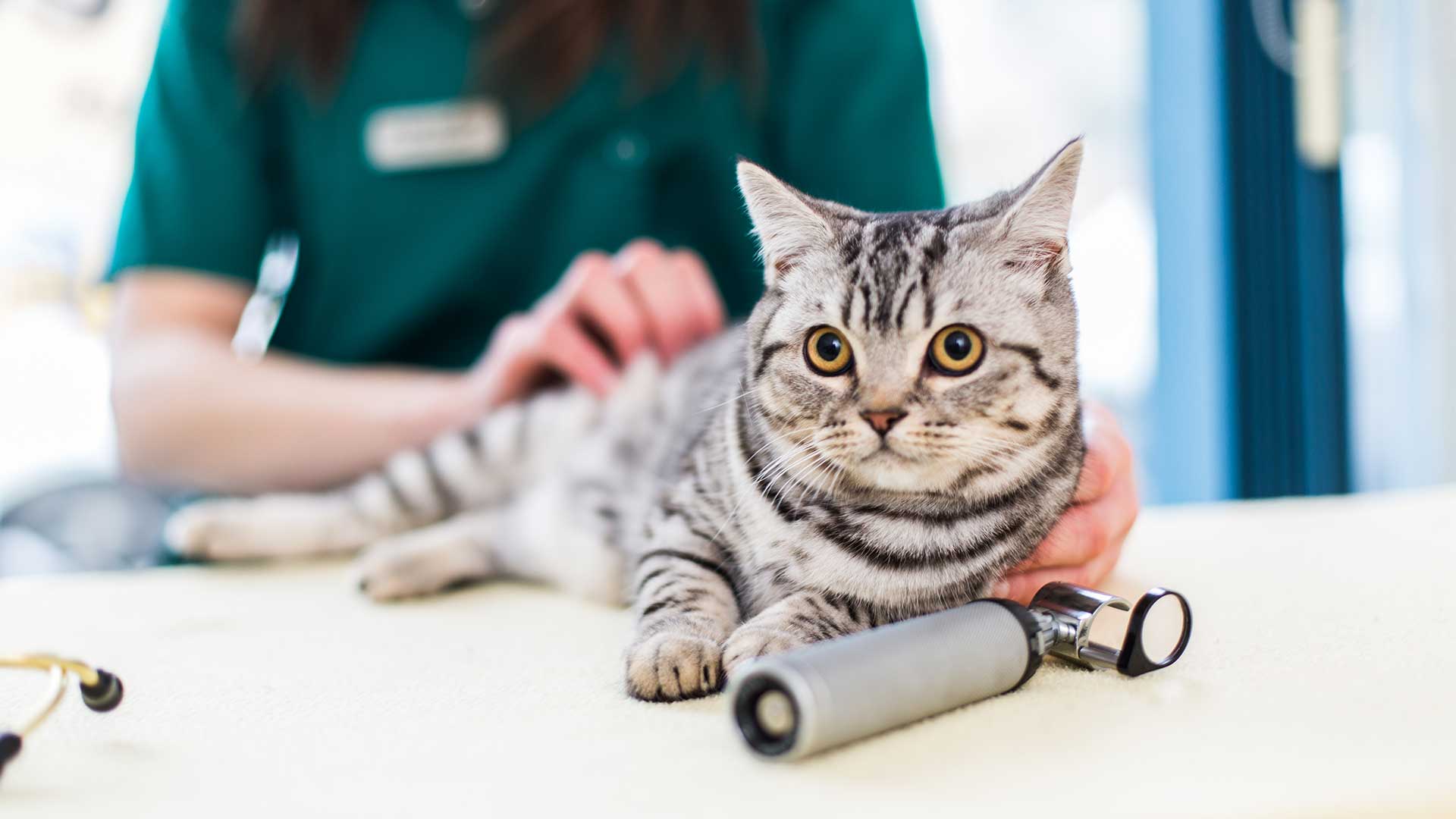 Pet Advice Local Vets in Heswall, Neston Wirral Churchview Vets