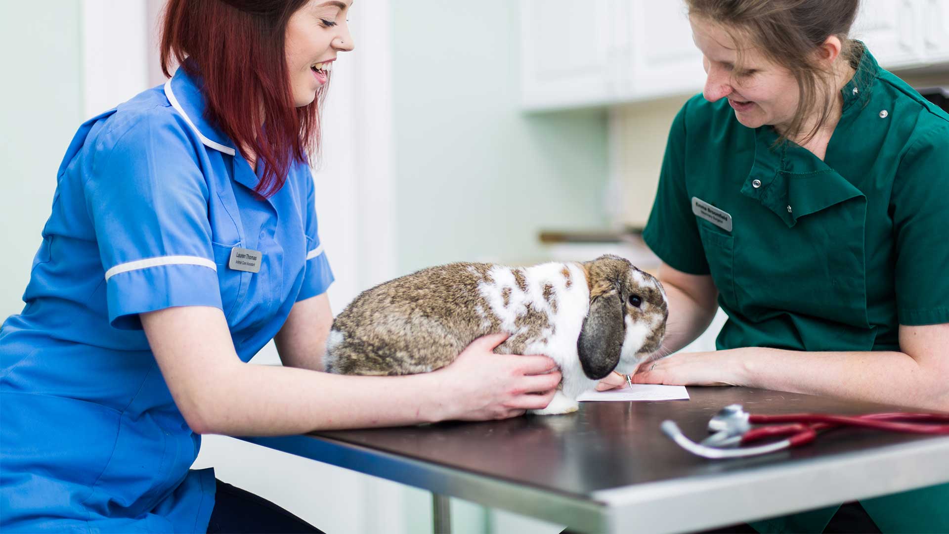 Pet Advice | Local Vets In Heswall, Neston Wirral - Churchview Vets