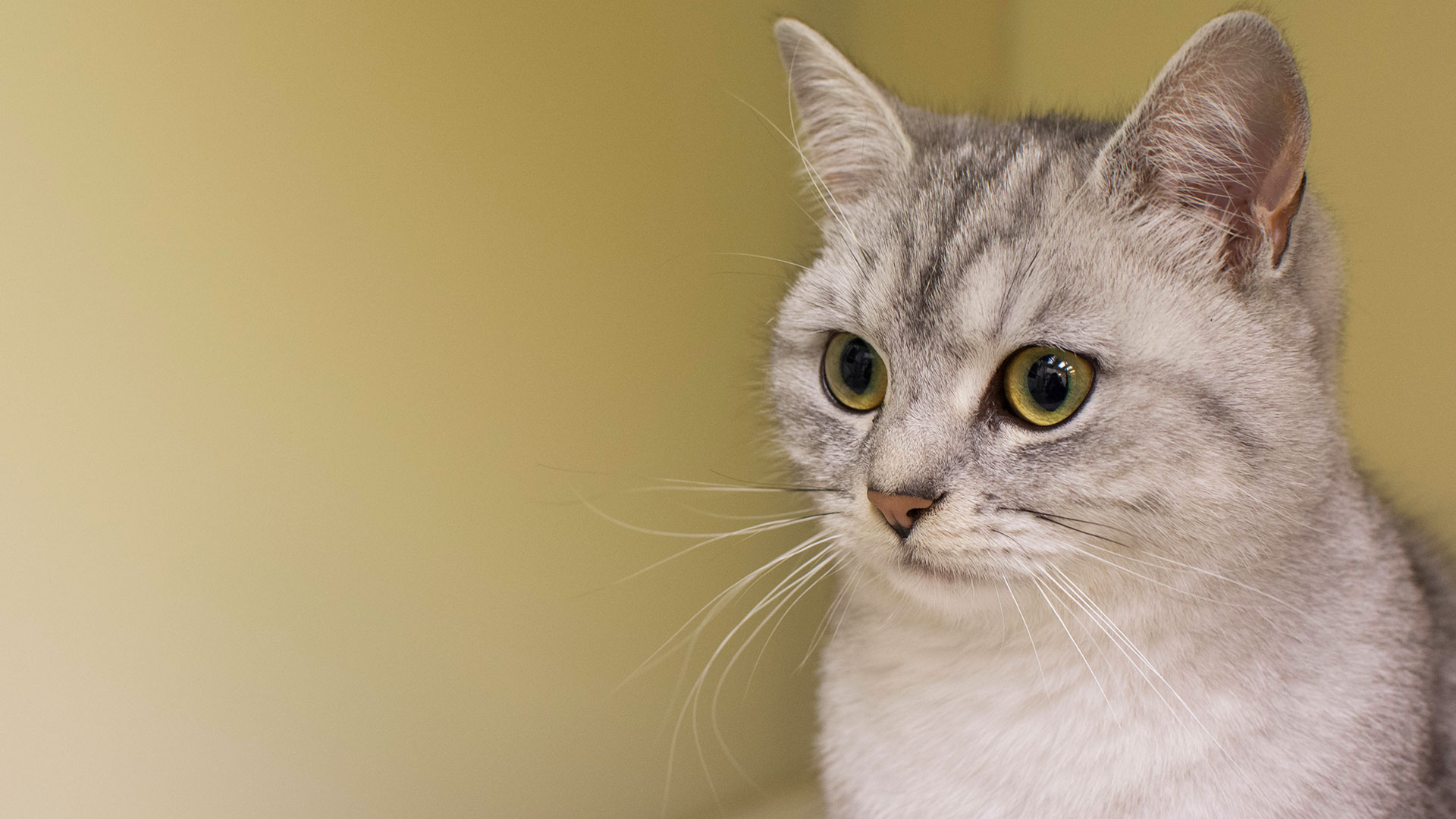 Blog Local Vets in Caernarfon Gwynedd Cibyn Vet Clinic