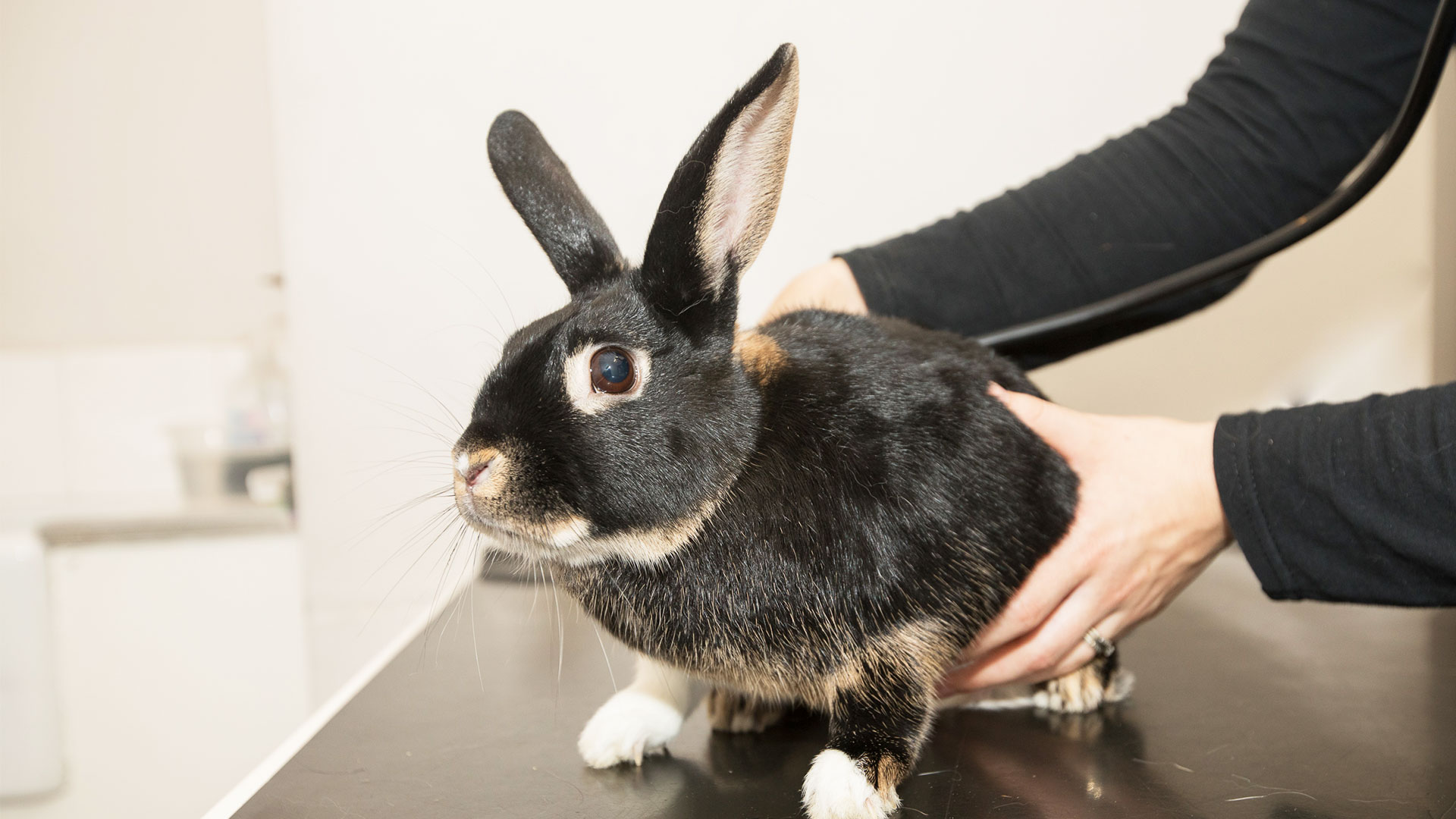 Contacting Us Vets in Caernarfon Cibyn Vet Clinic