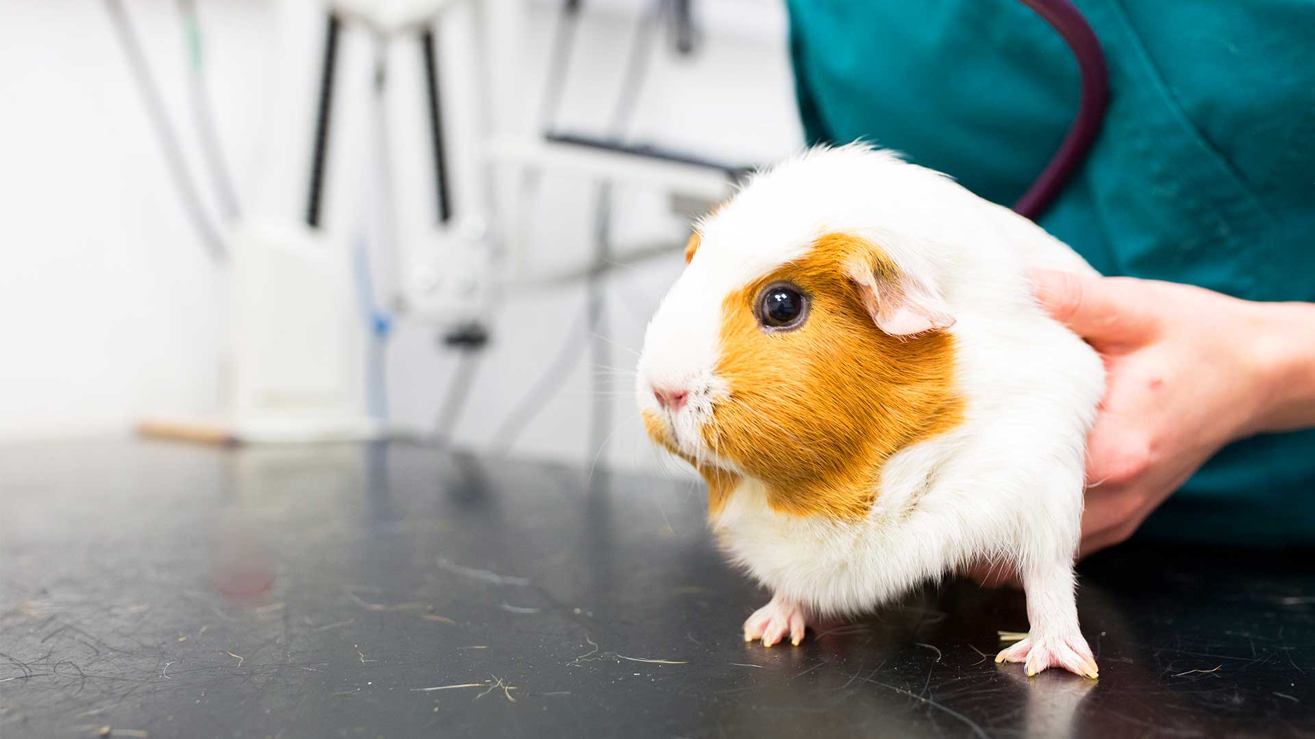 Helpful Information from Vets in Caernarfon Cibyn Vet Clinic