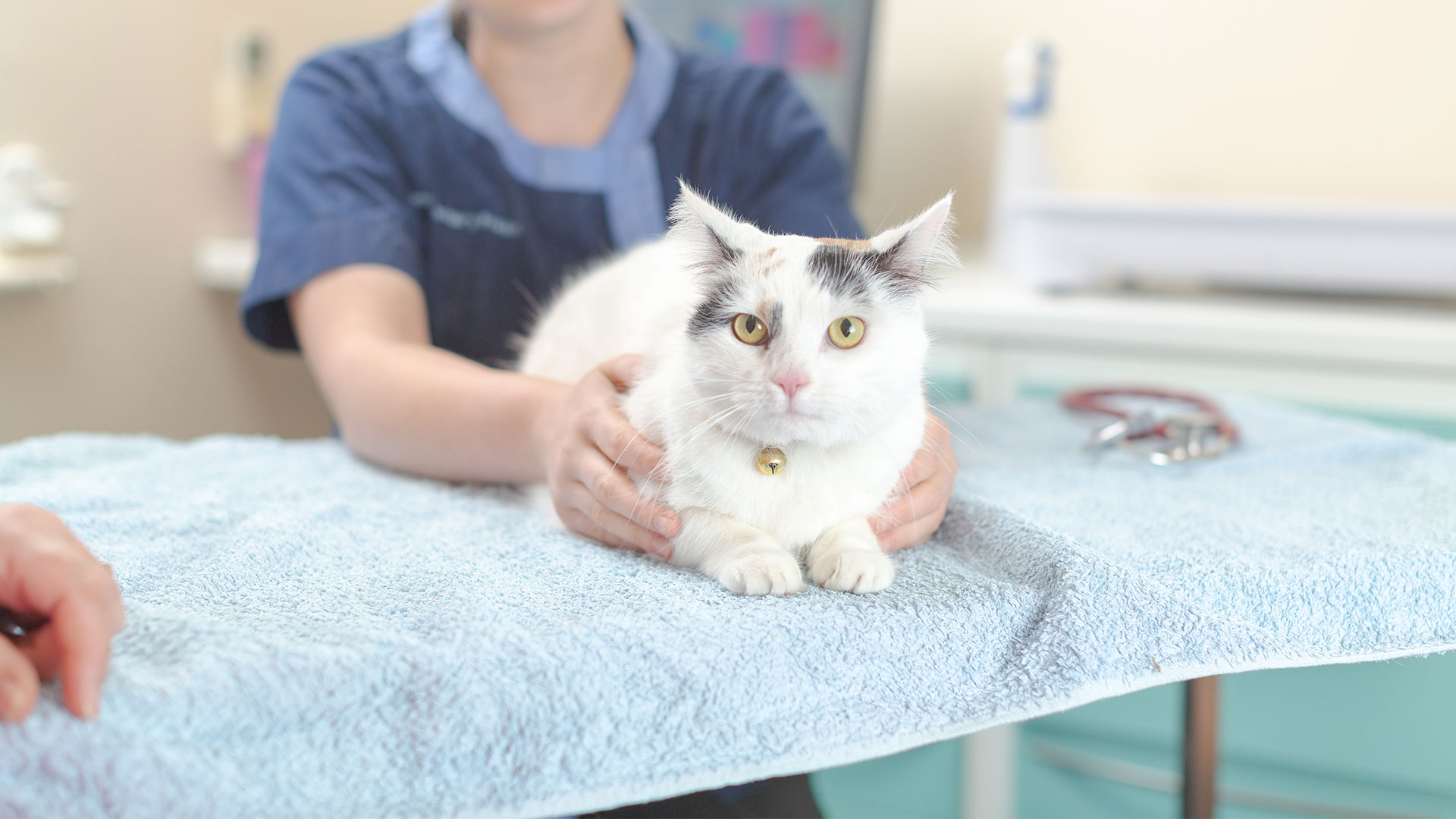 Offers Local Vets in Caernarfon Gwynedd Cibyn Vet Clinic