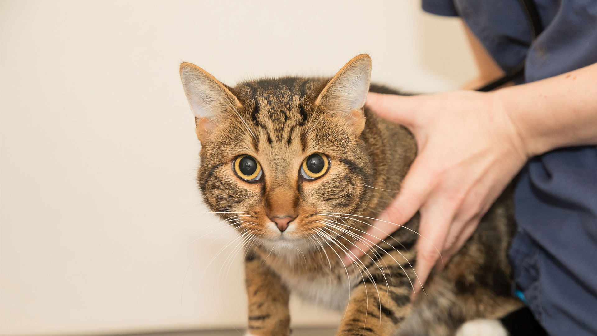 Nurse Clinics Vets in Caernarfon Cibyn Vet Clinic