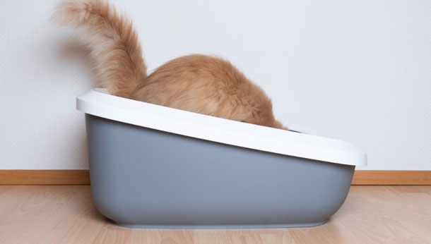 eco friendly litter box