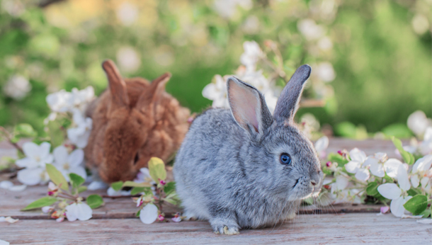 Read our blog | Pet advice | Clent Hills Vets - Clent Hills Vets Read our blog | Pet advice | Clent Hills Vets - Clent Hills Vets