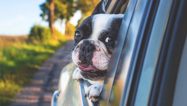 dog travelling in car boot law