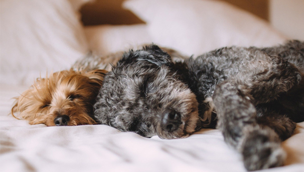 Read our blog | Pet advice | Clent Hills Vets - Clent Hills Vets Read our blog | Pet advice | Clent Hills Vets - Clent Hills Vets