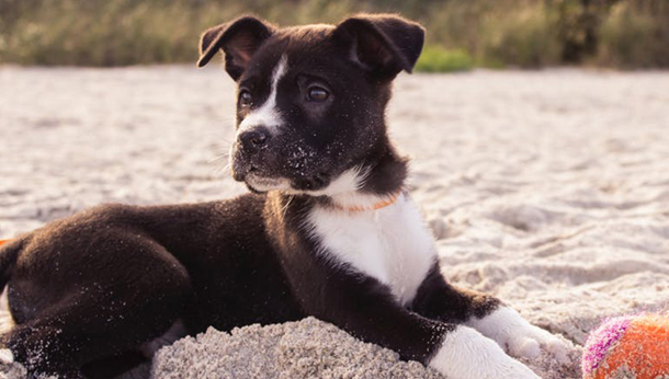 how can you keep your dog cool at the beach