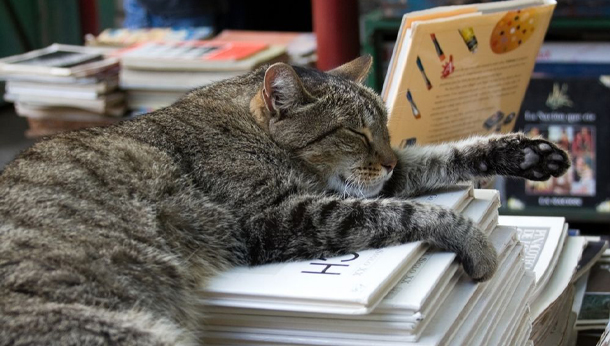 Top 10 Books Every Animal Lover Should Read - Featured Image