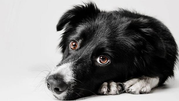 how do i know if my dog has alabama rot