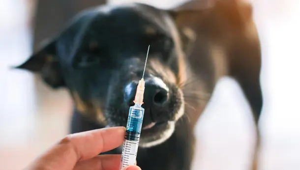do dogs really need kennel cough vaccine