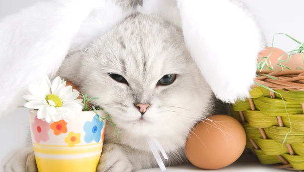7 common pet poisons to beware of at Easter - Dogs - Cats | Clent Hills  Vets - Clent Hills Vets