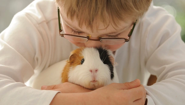 Best Small Furry Pets For Kids – Guinea Pigs | Clent Hills Vets - Clent  Hills Vets
