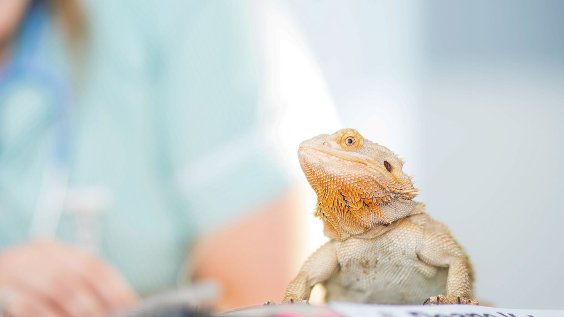 Reptile health advice Caring for exotic pets Clent Hills Vets