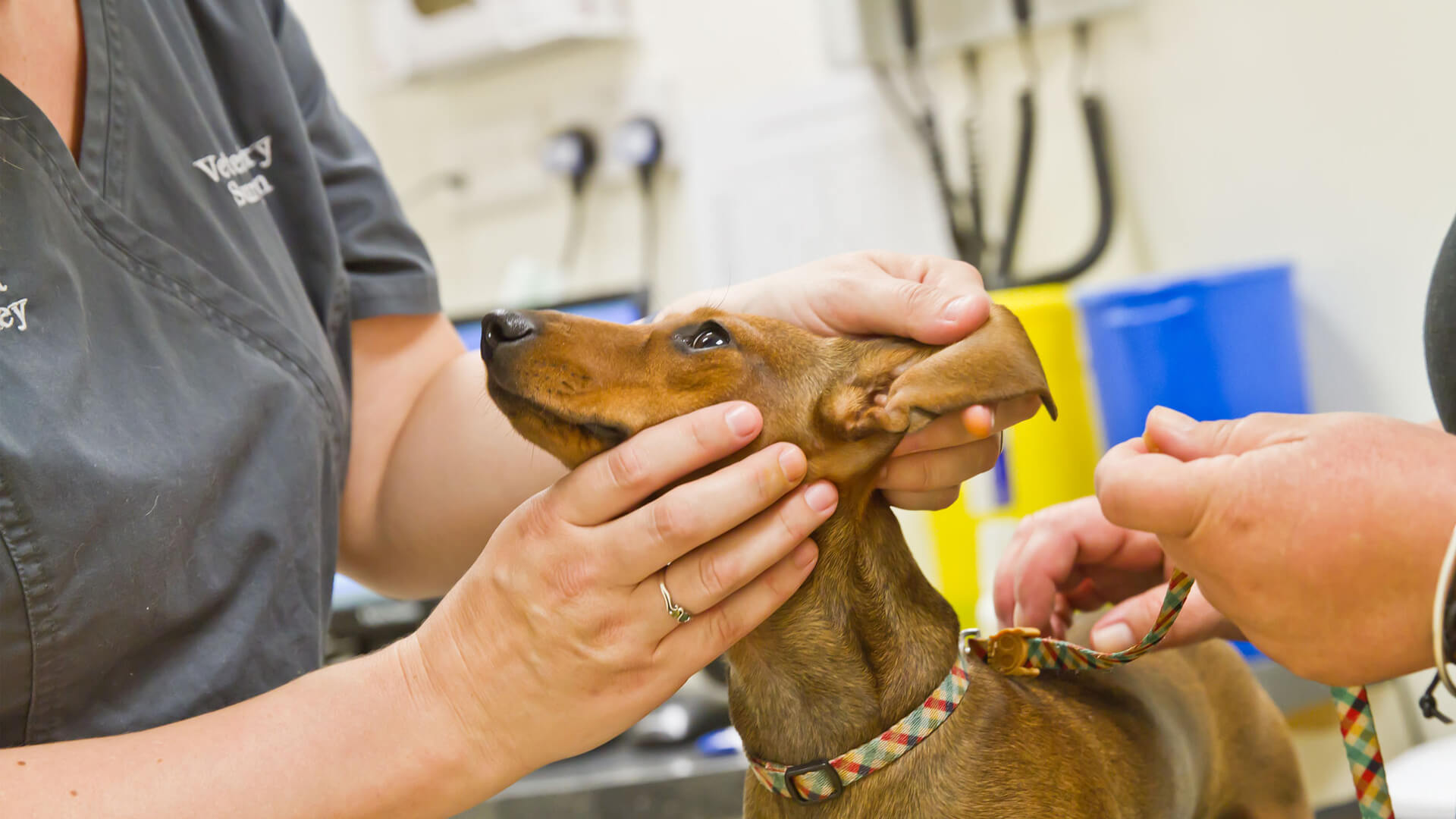 What Health Checks Should A Puppy Have