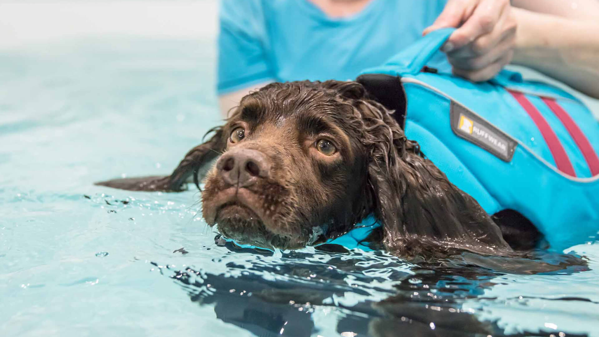 Canine hydrotherapy Pool & water treadmill Pet Fitness & Rehab