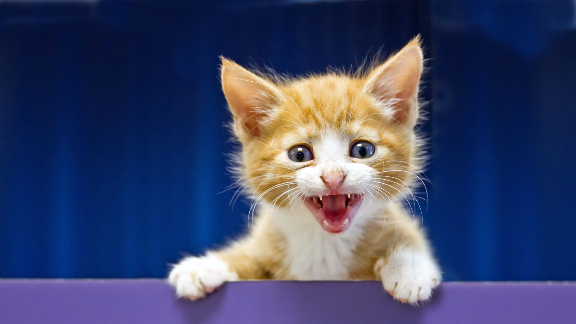 New kitten advice | Free kitten health check - Clent Hills Vets