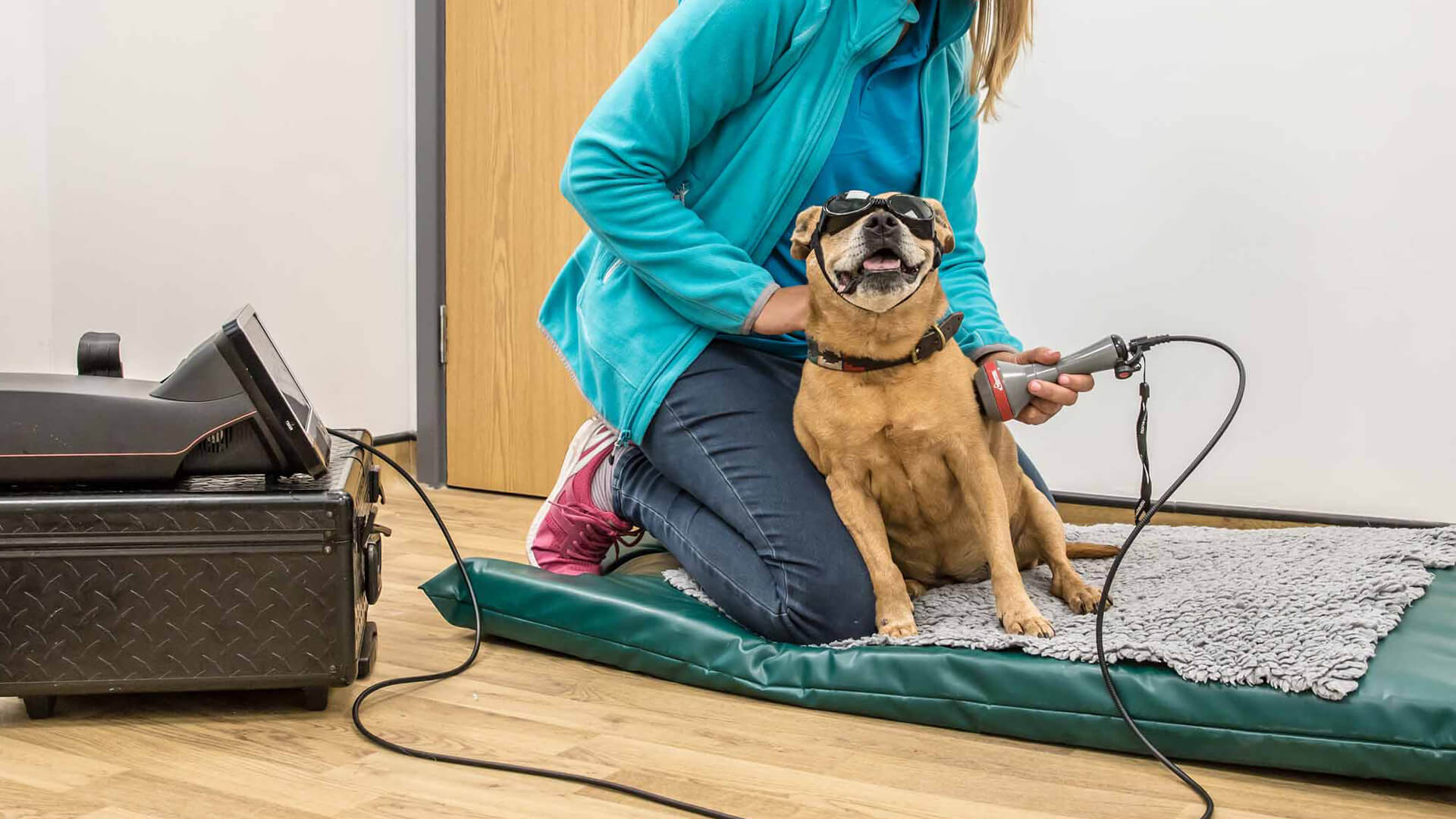 Pet laser therapy Pain management Pet Fitness & Rehab Centre Clent Hills Vets