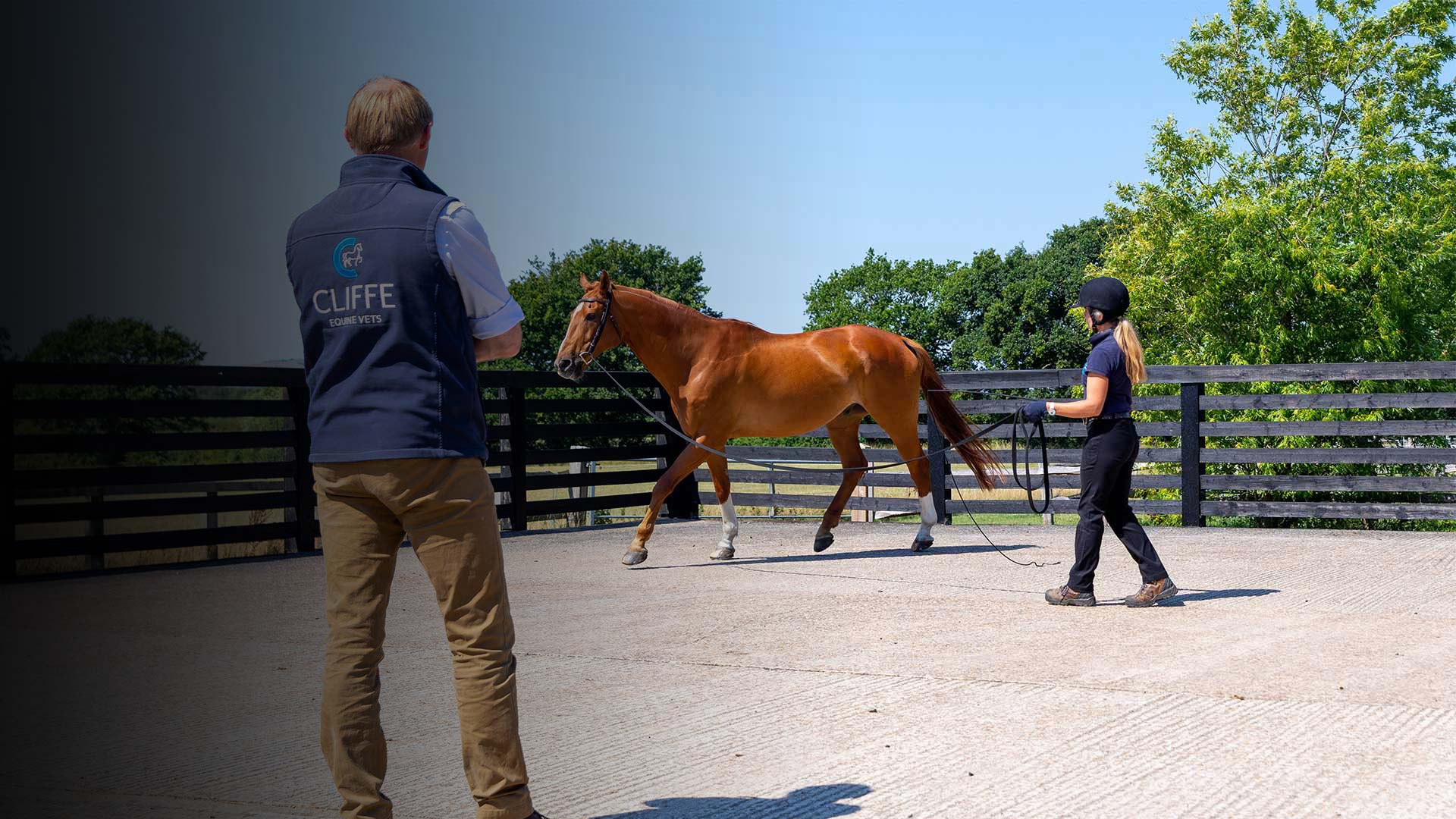 Blog Local Vets in Laughton Cliffe Equine